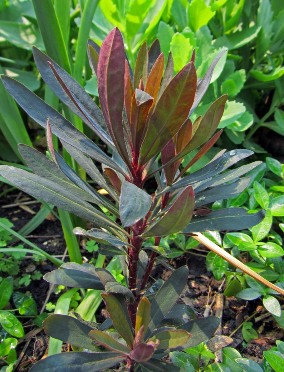 Молочай Ascot Rainbow