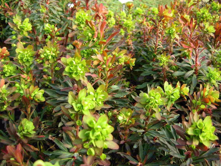 Молочай дубиновидный