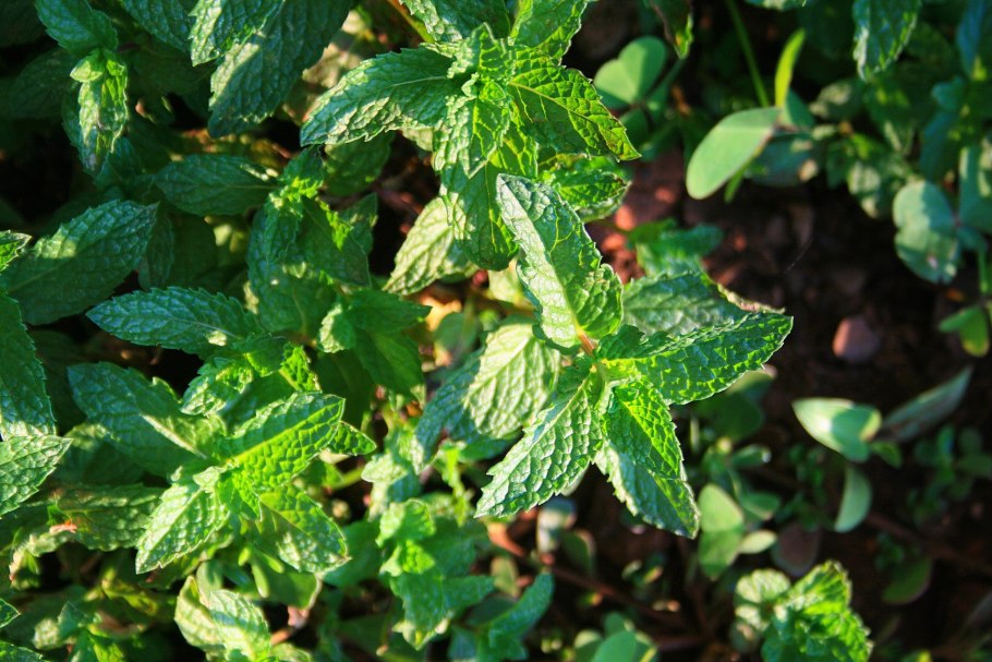Мята Полевая (Mentha arvensis)