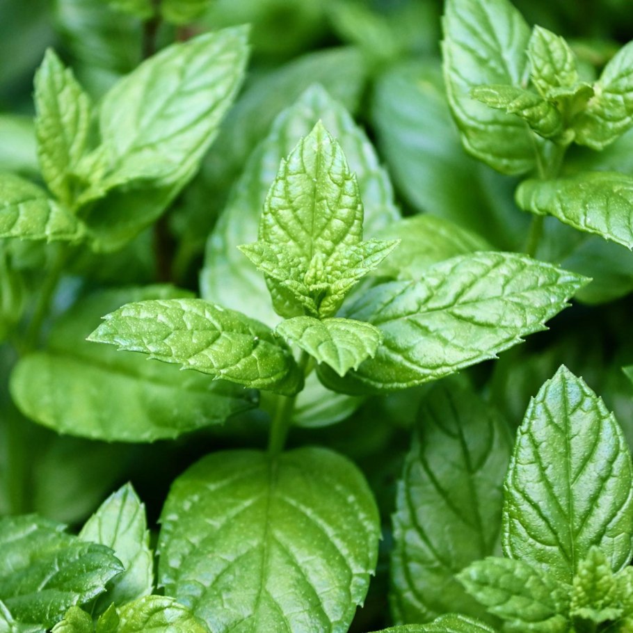 Мята перечная