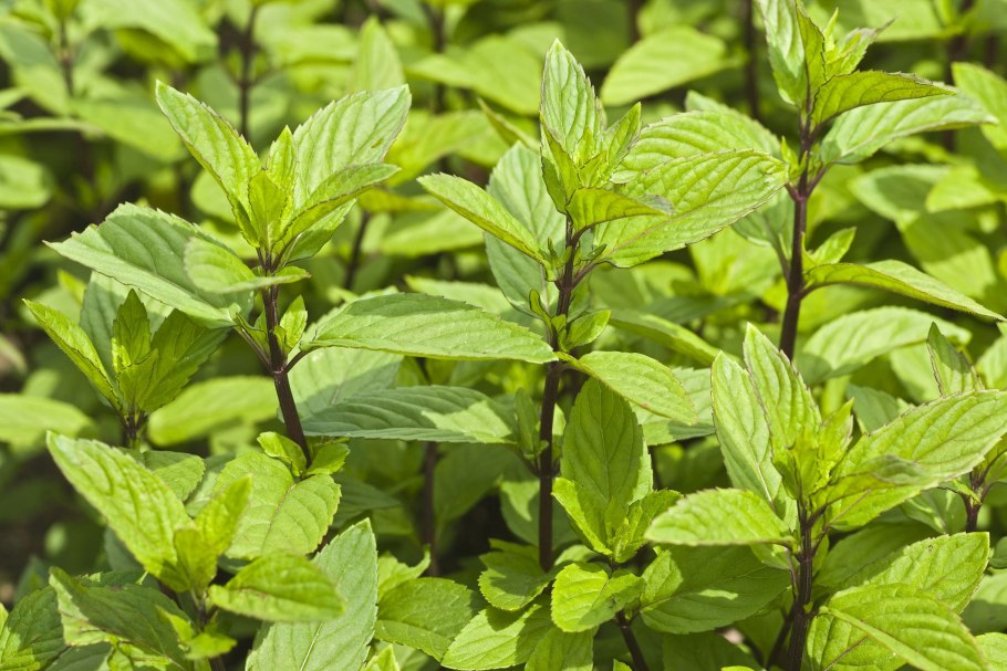 Mentha piperita l растение