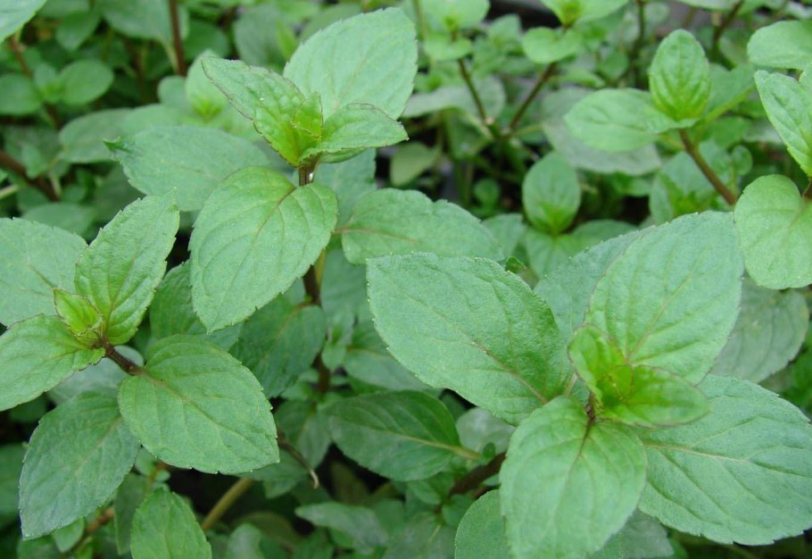 Растение омбало Болотная мята
