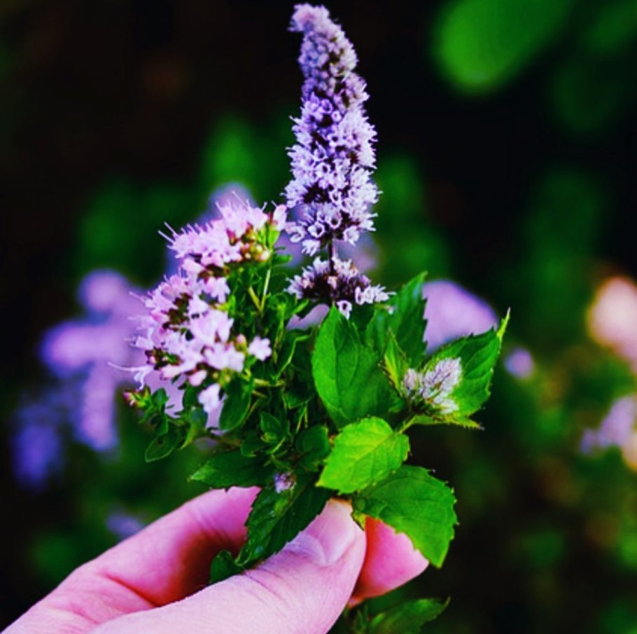 Мята перечная саженцы