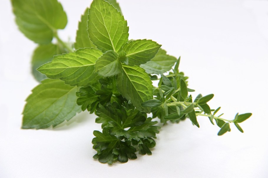 Мята перечная (Mentha piperita)