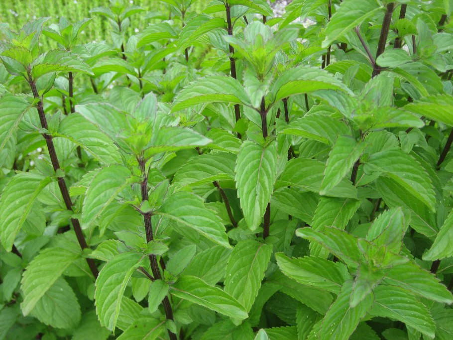 Мята колосистая