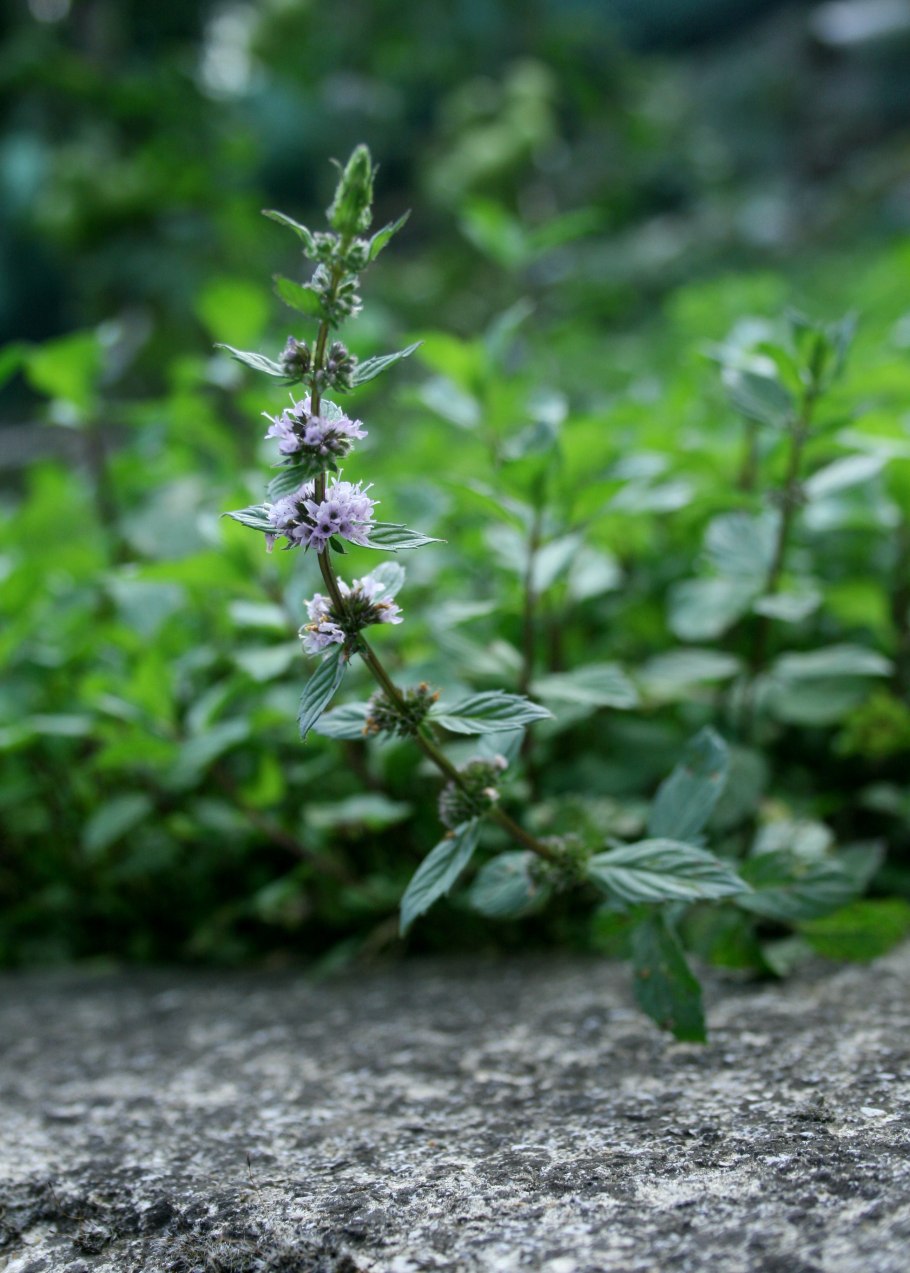 Мята перечная - Holy om