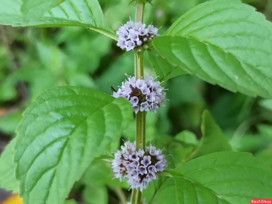Мята перечная (Mentha piperita)