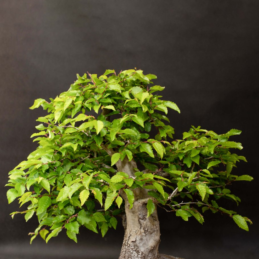 Граб Восточный грабинник