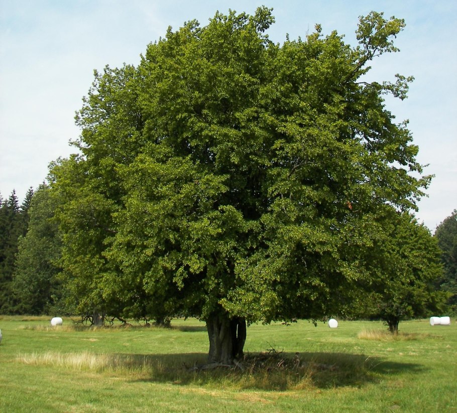 Граба восточного (Carpinus orientalis