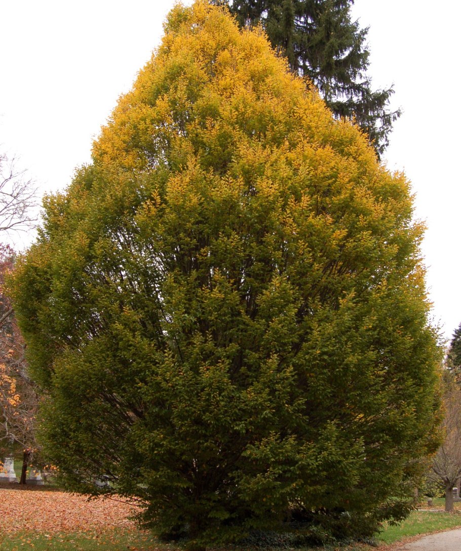Грабинник (Carpinus orientalis),