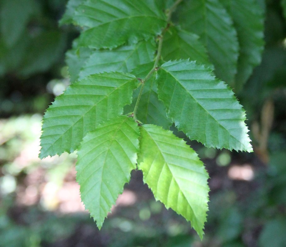Граба восточного (Carpinus orientalis