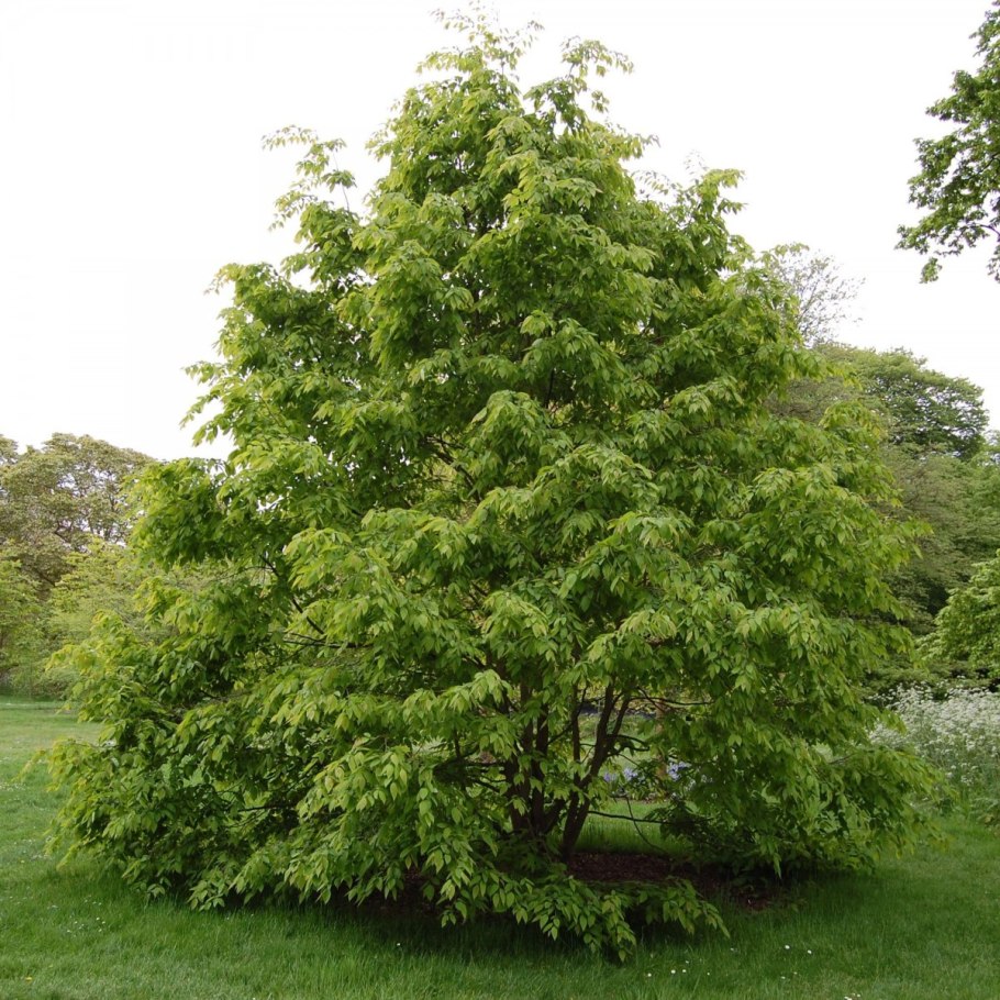 Граб кавказский Carpinus Caucasica