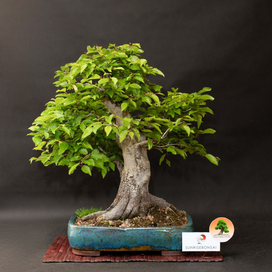 Граба восточного (Carpinus orientalis