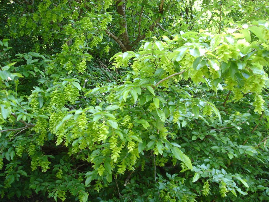 Carpinus betulus pyramidalis