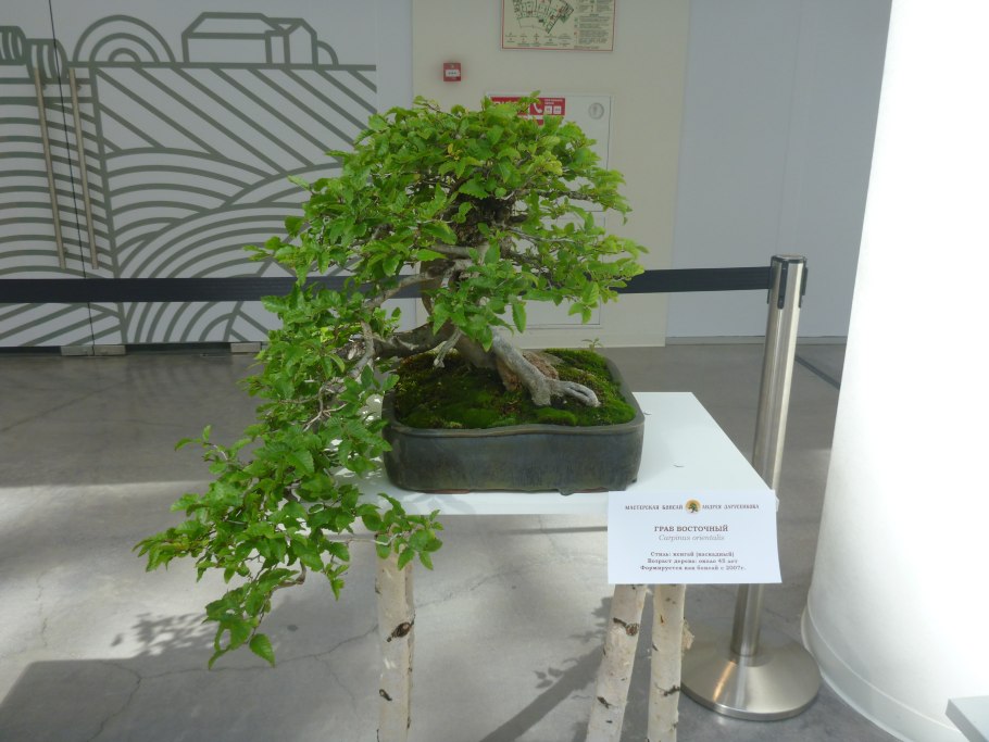 Граб березолистный