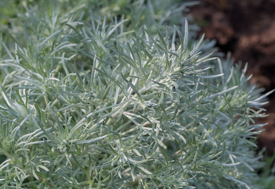 Полынь лимонная (Artemisia balchanorum)