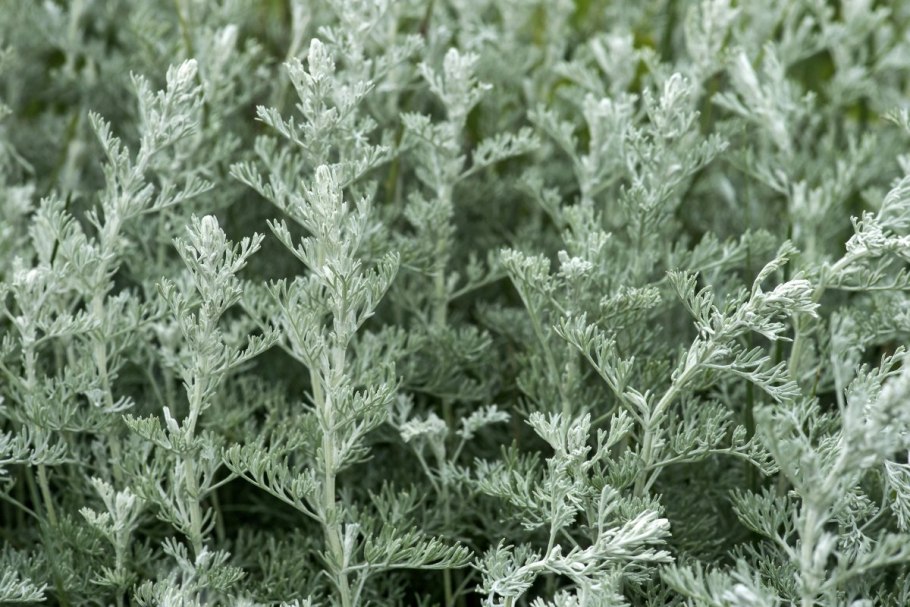 Полынь Дармина