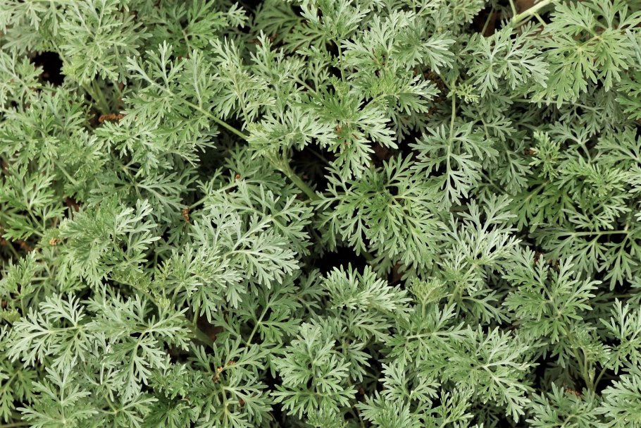 Artemisia kemrudica