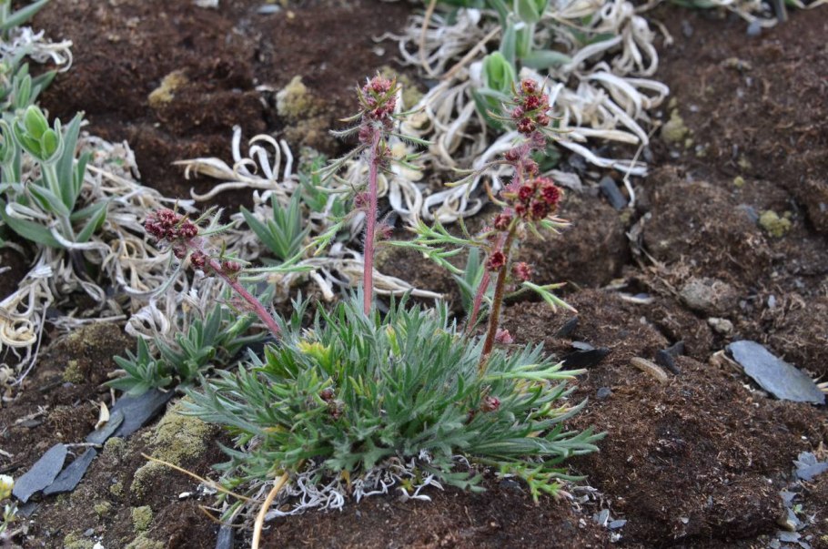 Горькая звезда Полынь