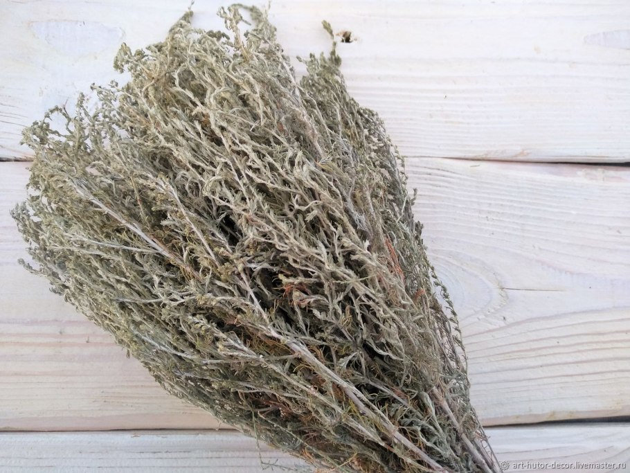 Полынь Австрийская