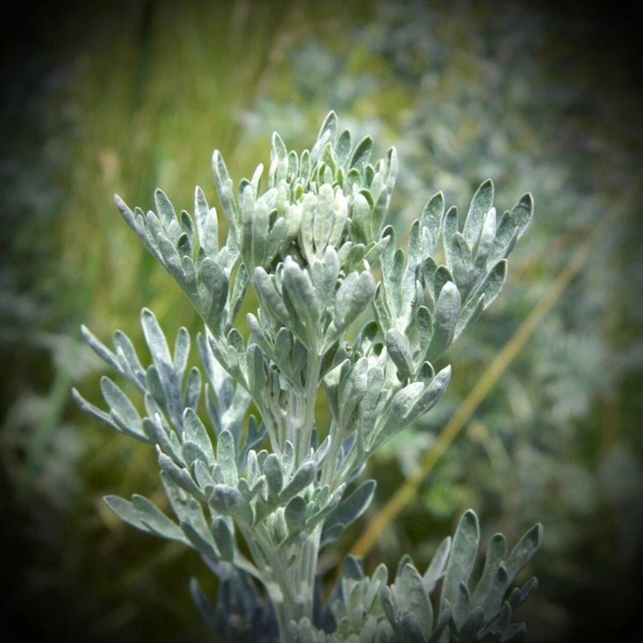 Полынь чернобыльник