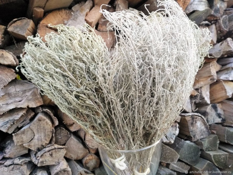 Полынь обыкновенная (Artemisia vulgaris)