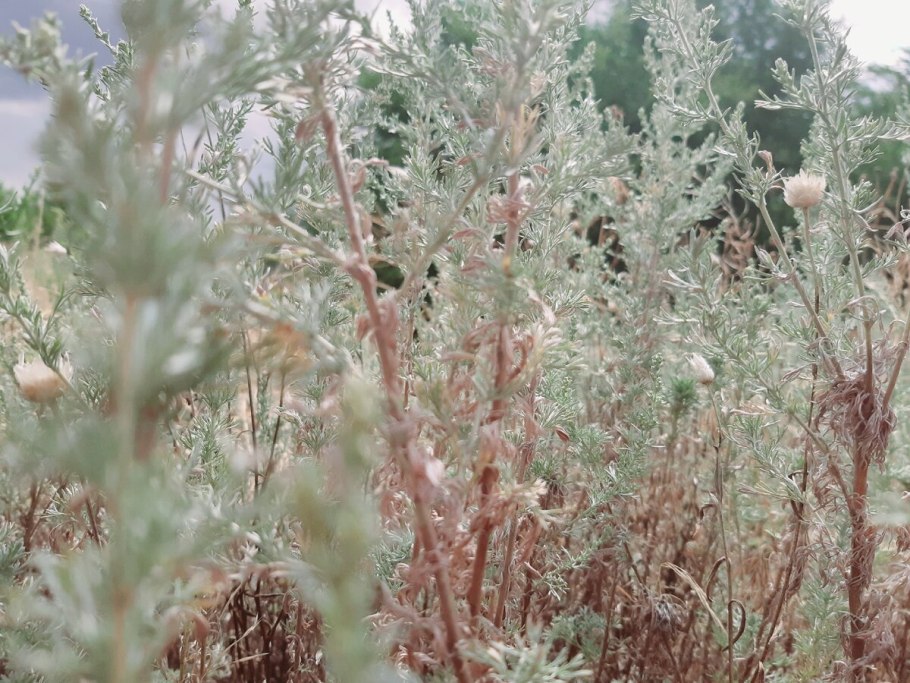 Полынь Кавказская