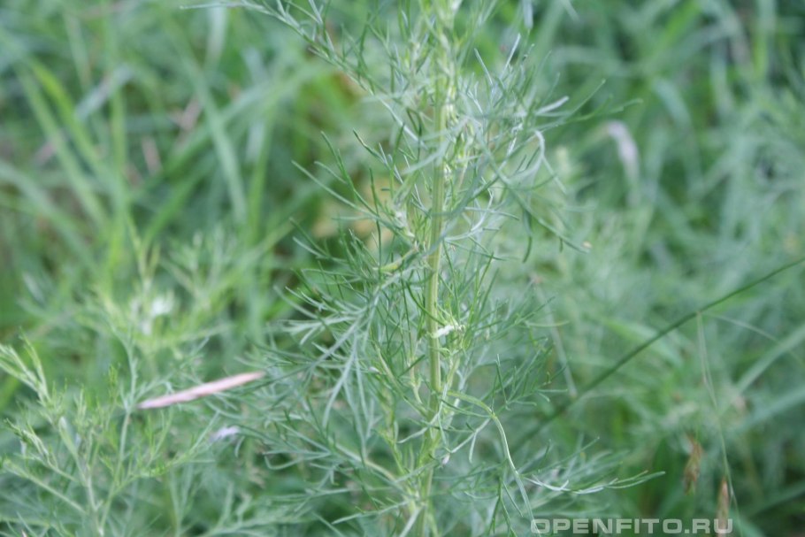 Полынь Artemisia maritima