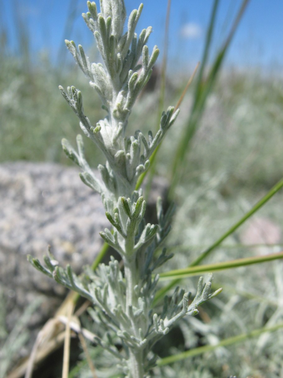 Полынь абротан Божье дерево