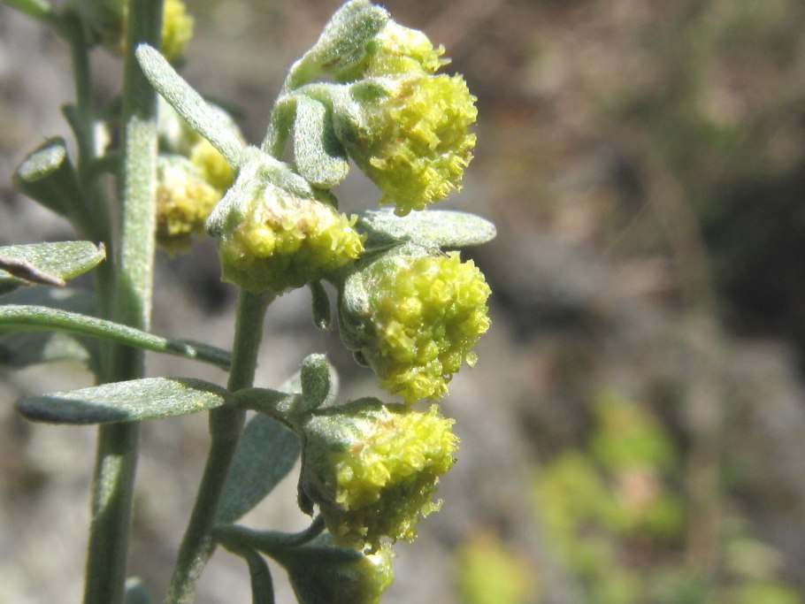 Полынь Artemisia