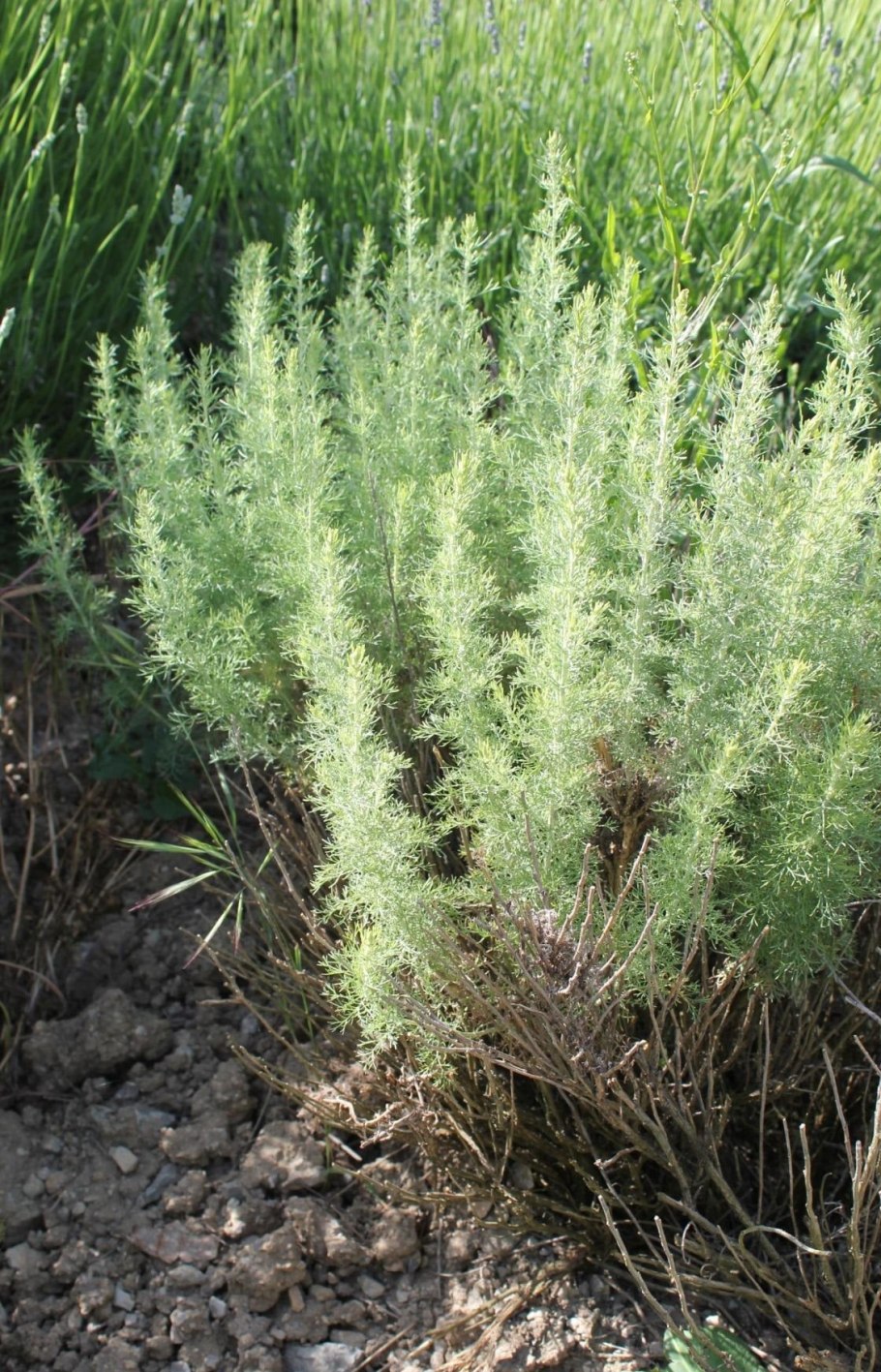 Artemisia absinthium ботаника