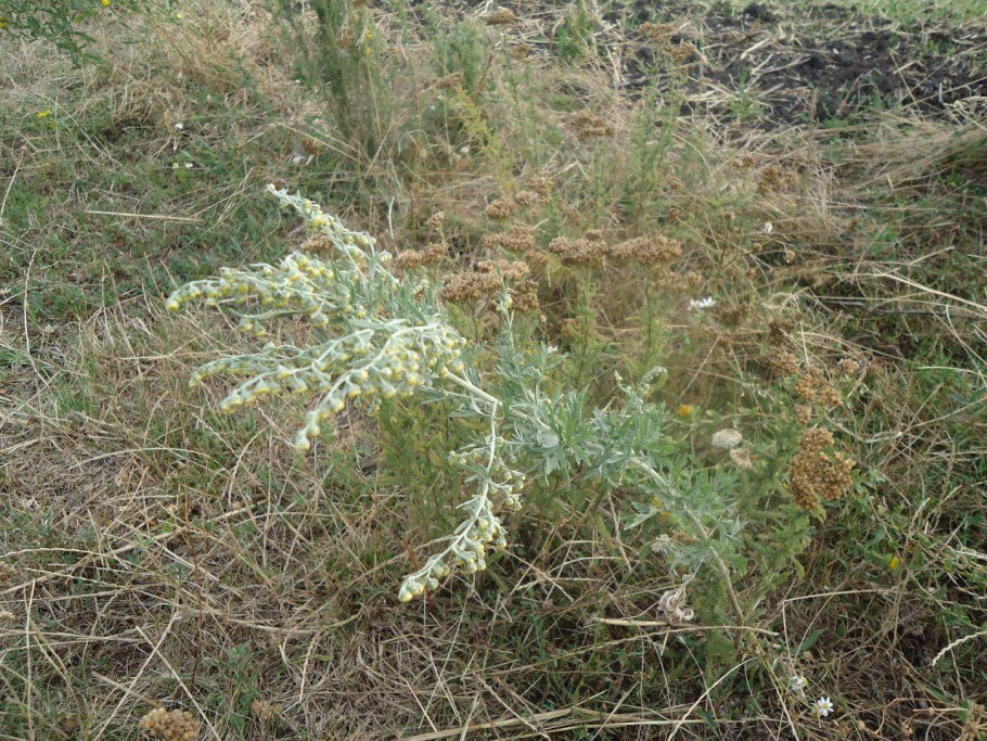 Полынь Таврическая (Artemisia Taurica)