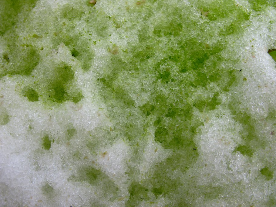 Криофильные водоросли