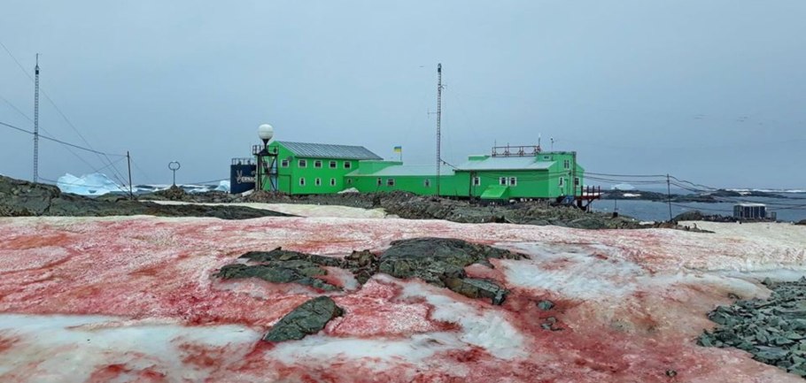 Красный снег водоросли