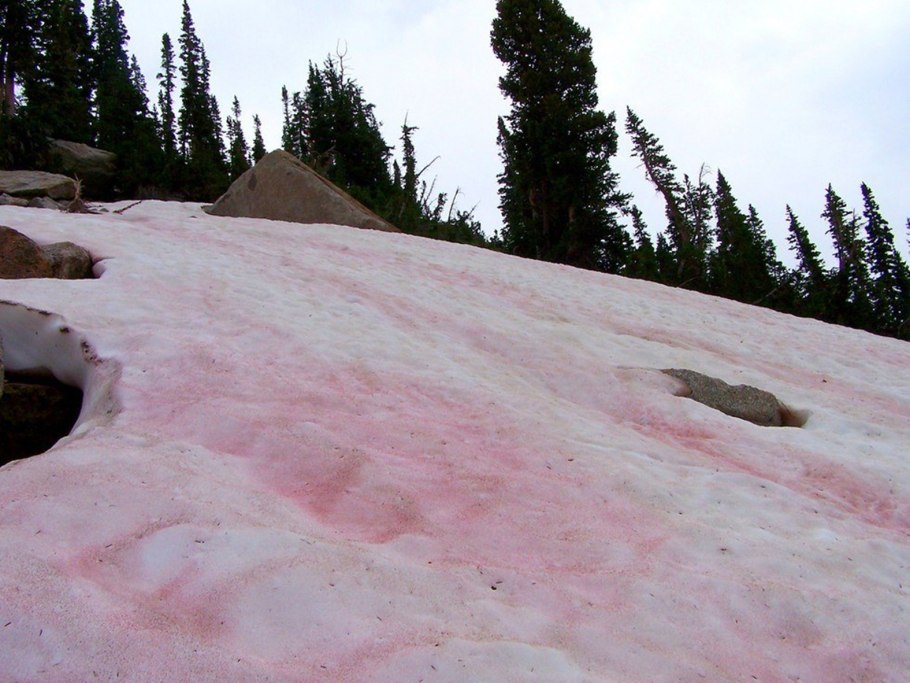 Chlamydomonas nivalis
