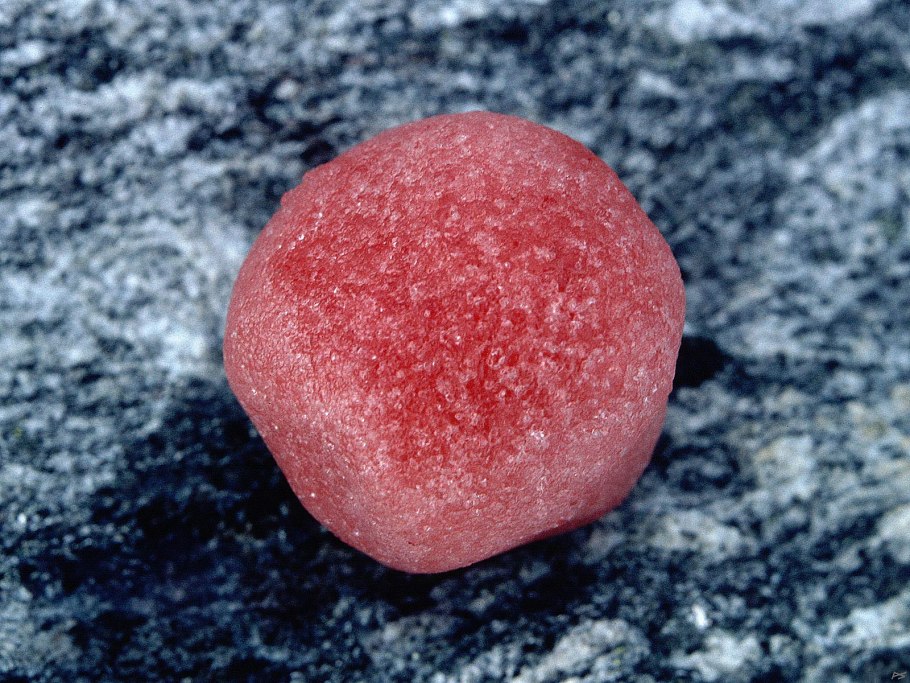 Chlamydomonas nivalis