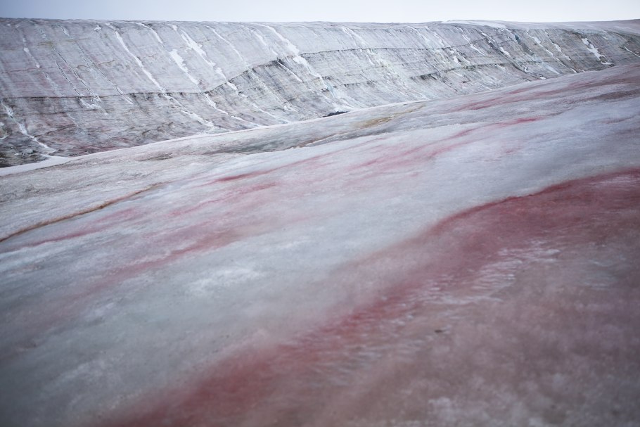 Красные водоросли в Антарктиде