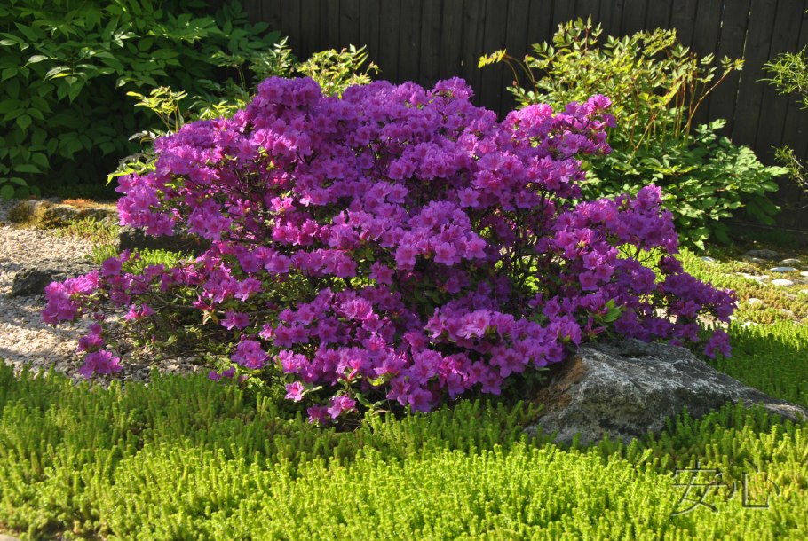 Астильба Катрин Денев