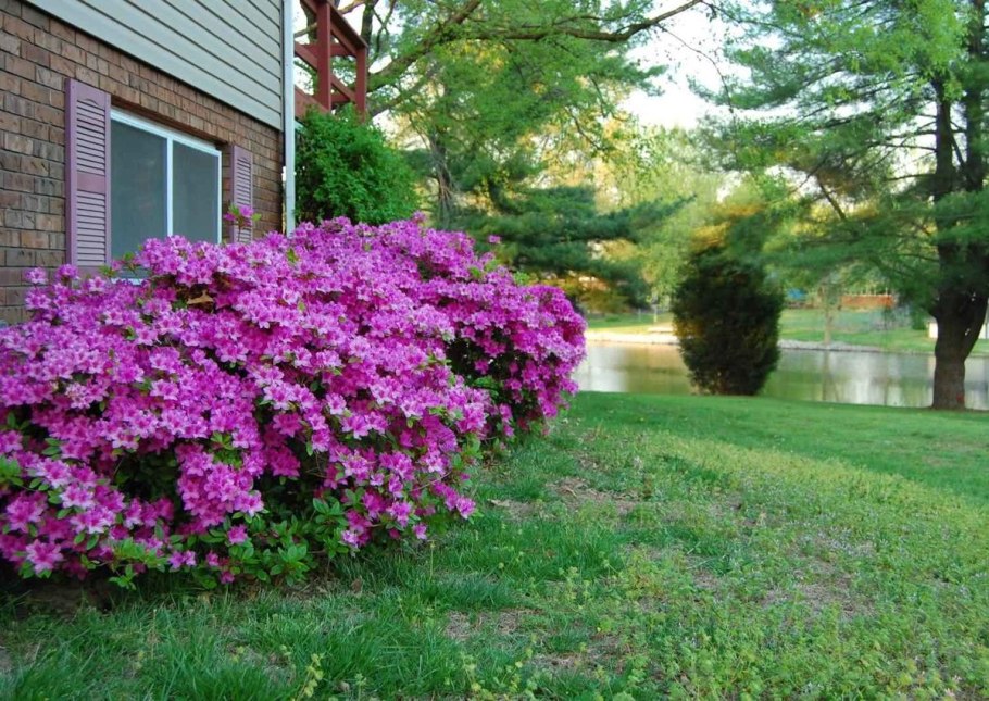 Хоста белоокаймленная миксбордер