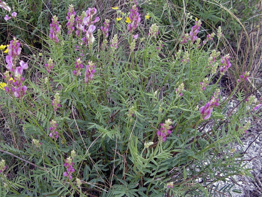 Копеечник Альпийский