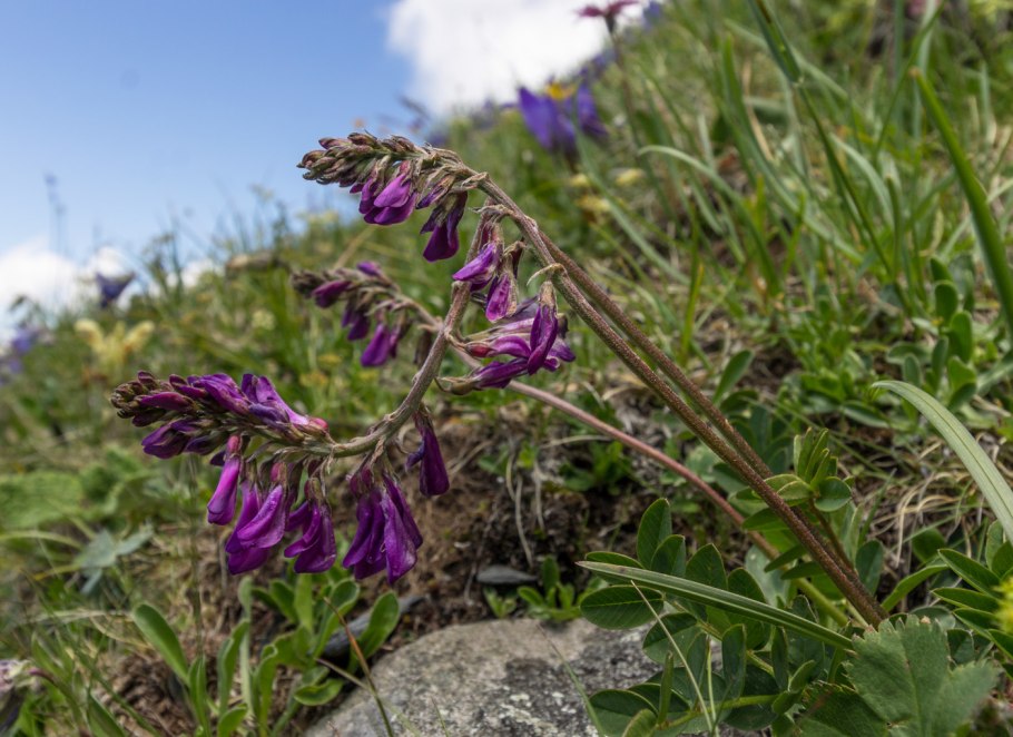 Копеечник Биберштейна