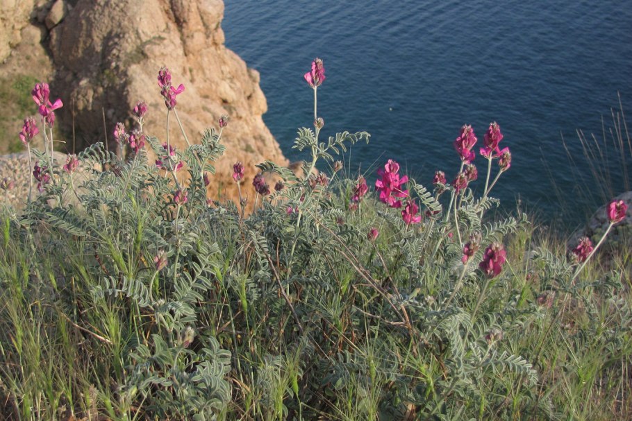 Копеечник Альпийский