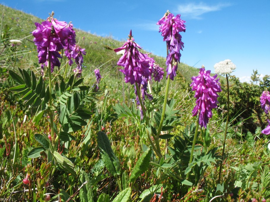 Копеечник чайный