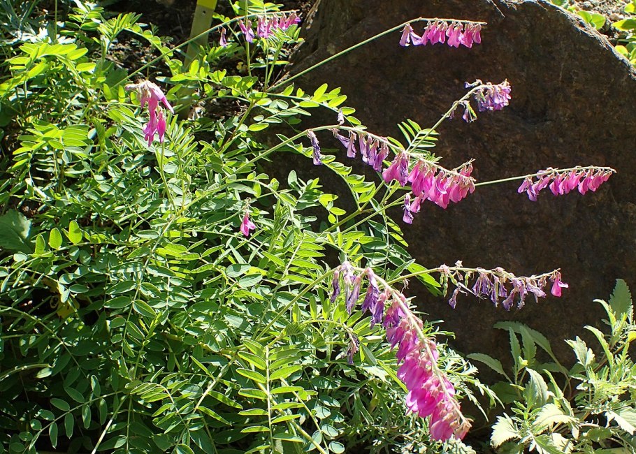 Копеечник кустарниковый