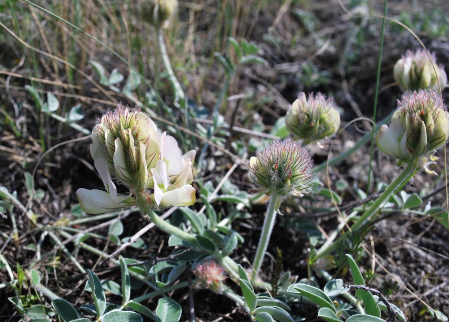 Копеечник Турчанинова