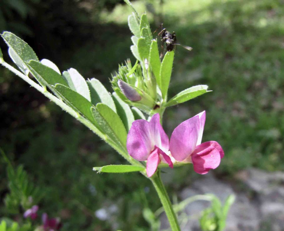 Копеечник чайный