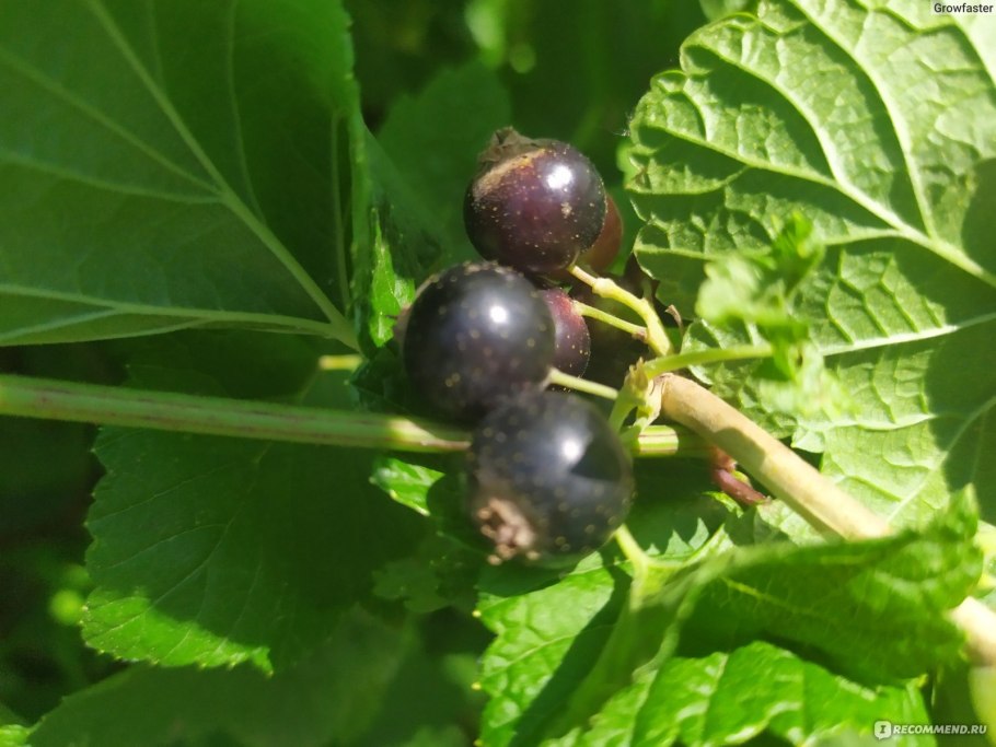 Черная смородина стеклянница