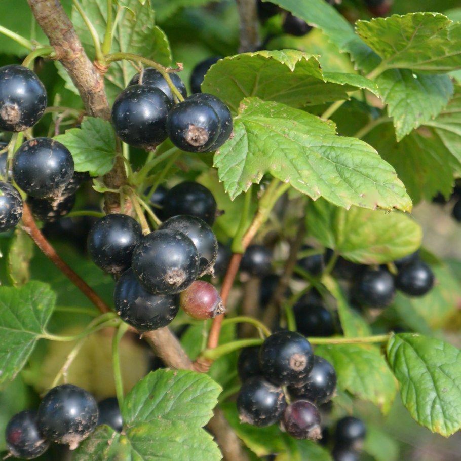 Смородина черная перспективные сорта Александрина