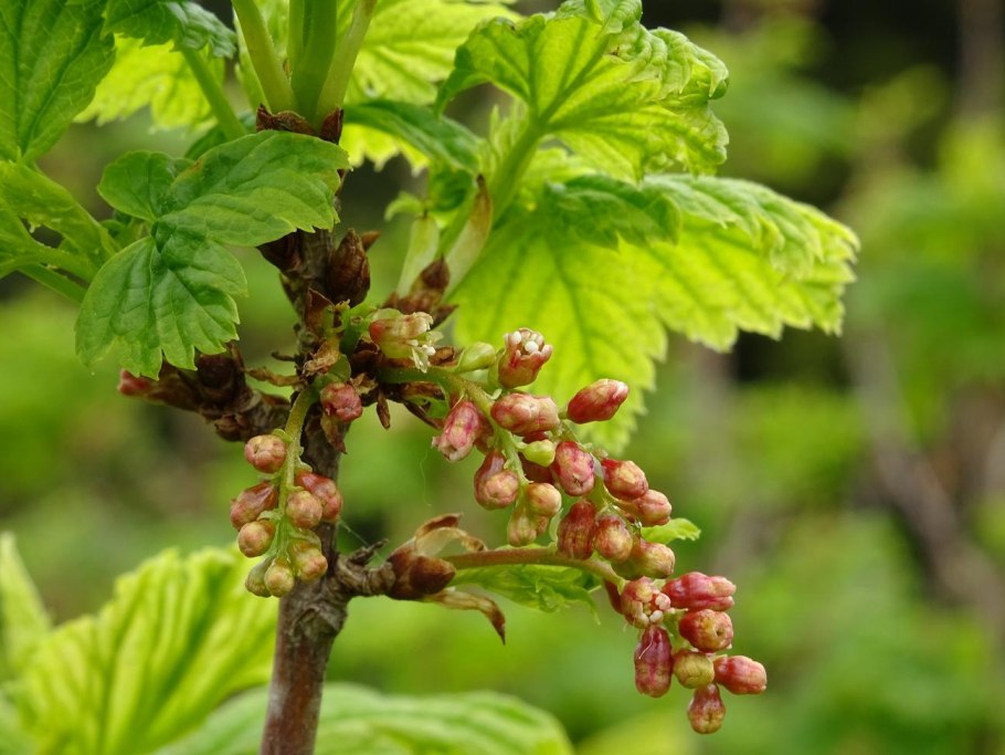 Смородина черешчатая (ribes petiolare Dougl.)