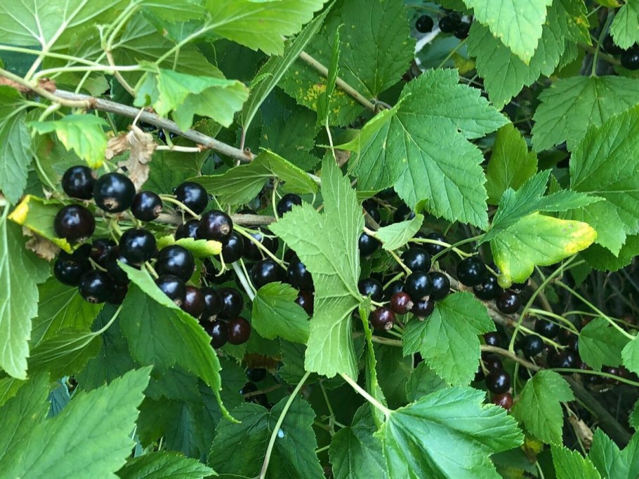 Смородина зелёноплодная